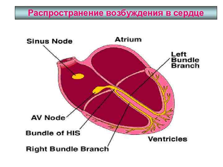 Распространение возбуждения в сердце 