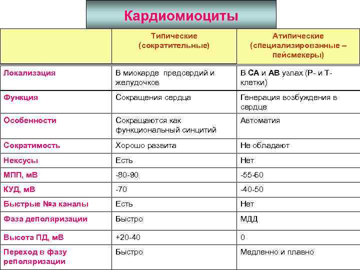 Кардиомиоциты Типические (сократительные) Атипические (специализированные – пейсмекеры) Локализация В миокарде предсердий и желудочков В