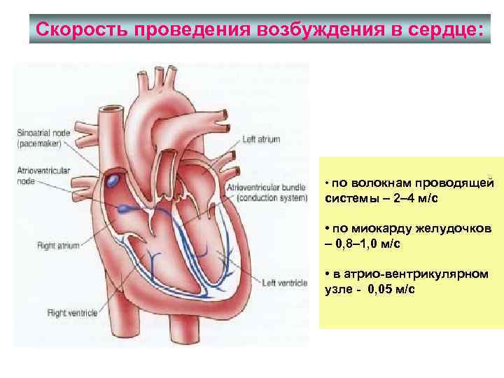 Проводится сердце