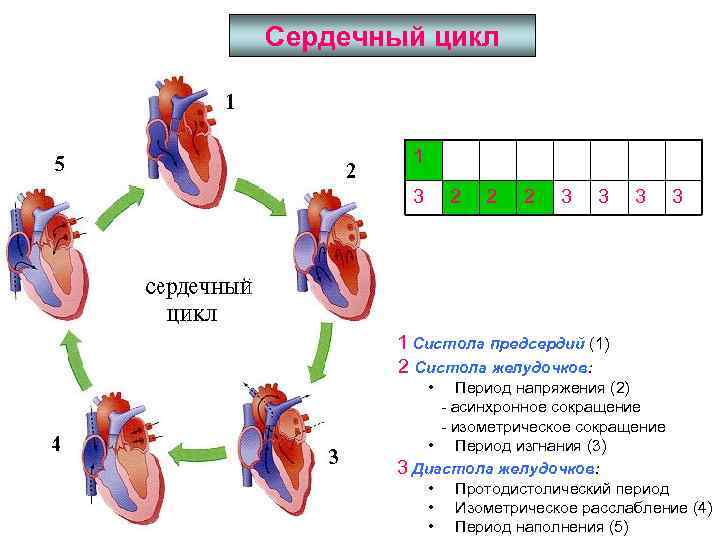 Общая схема кровообращения особенности микроструктуры сердечной мышцы цикл сердечных сокращений