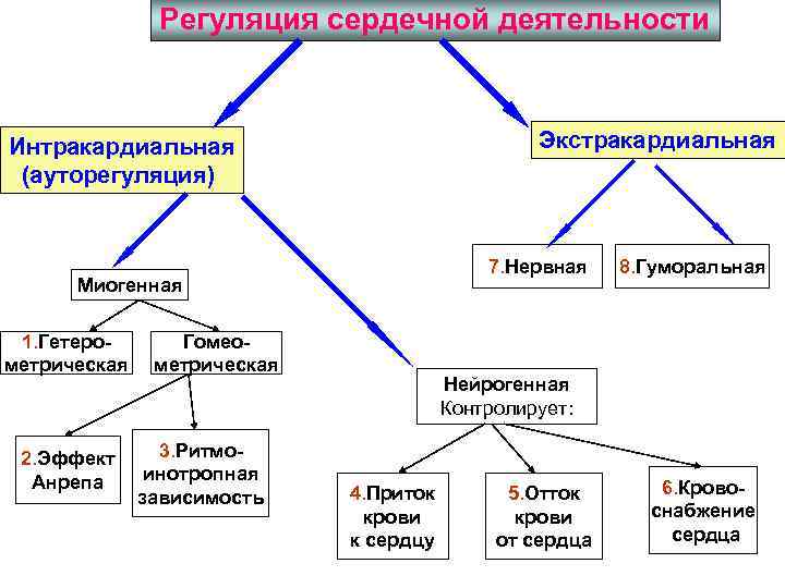 Регуляция работы сердца схема