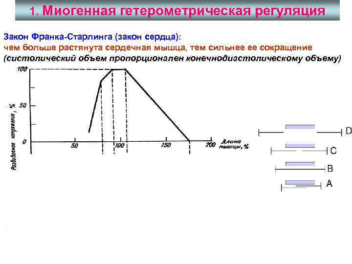 1. Миогенная гетерометрическая регуляция Закон Франка-Старлинга (закон сердца): чем больше растянута сердечная мышца, тем