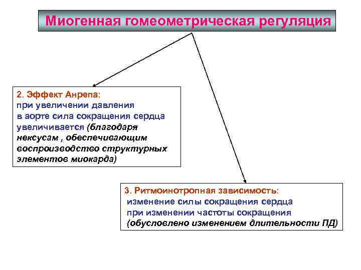 Миогенная регуляция сердечной деятельности