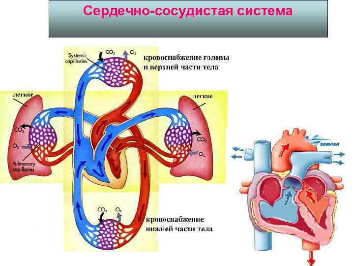 Сердечно-сосудистая система 
