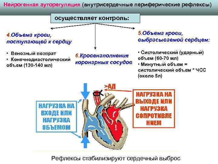 Нейрогенная ауторегуляция (внутрисердечные периферические рефлексы) осуществляет контроль: 4. Объема крови, поступающей к сердцу 5.