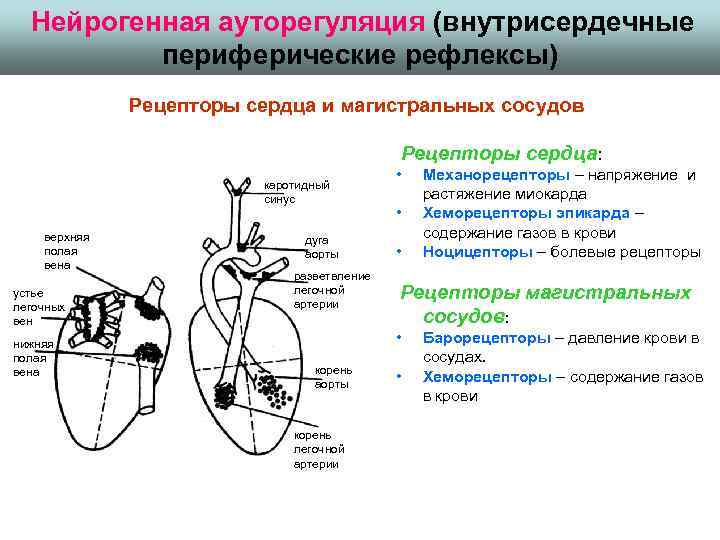 Схема рефлекторной дуги внутрисердечного рефлекса