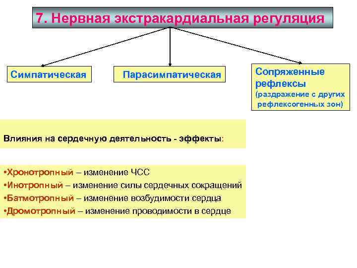 Экстракардиальная регуляция сердца