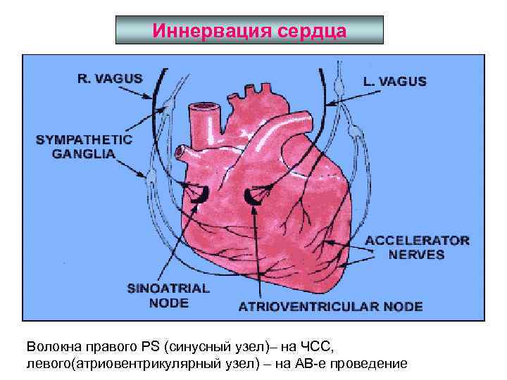 Иннервация сердца Волокна правого PS (синусный узел)– на ЧСС, левого(атриовентрикулярный узел) – на АВ-е
