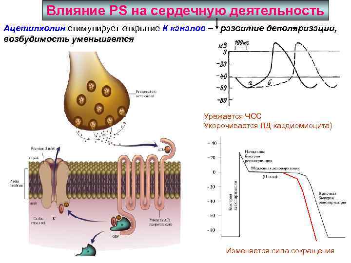 Влияние PS на сердечную деятельность Ацетилхолин стимулирует открытие К каналов – развитие деполяризации, возбудимость