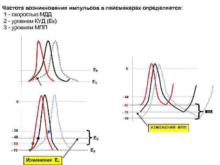 Частота возникновения импульсов в пейсмекерах определяется: 1 - скоростью МДД 2 - уровнем КУД