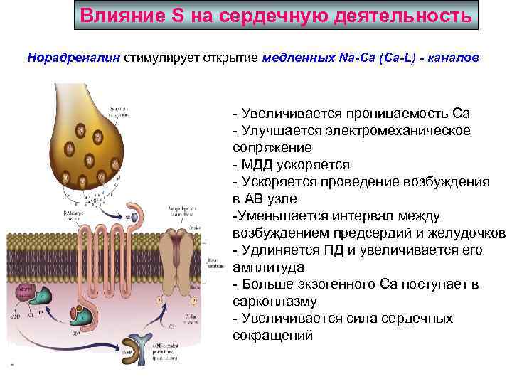 Влияние S на сердечную деятельность Норадреналин стимулирует открытие медленных Na-Ca (Ca-L) - каналов -