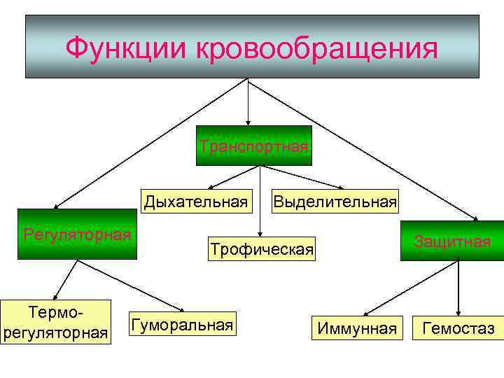 Функции кровообращения Транспортная Дыхательная Регуляторная Терморегуляторная Выделительная Защитная Трофическая Гуморальная Иммунная Гемостаз 
