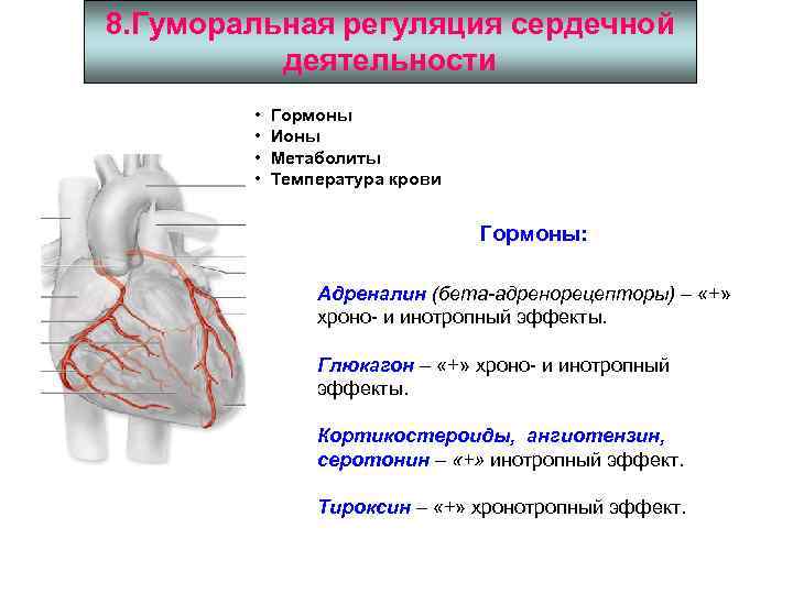 8. Гуморальная регуляция сердечной деятельности • • Гормоны Ионы Метаболиты Температура крови Гормоны: Адреналин