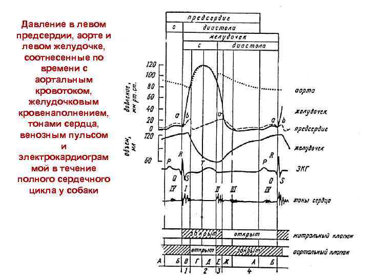 Давление в левом предсердии, аорте и левом желудочке, соотнесенные по времени с аортальным кровотоком,