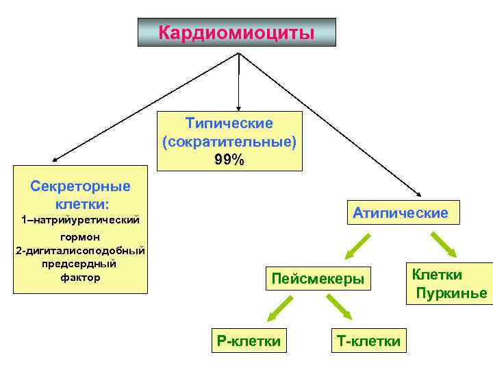 Кардиомиоциты Типические (сократительные) 99% Секреторные клетки: Атипические 1–натрийуретический гормон 2 -дигиталисоподобный предсердный фактор Пейсмекеры