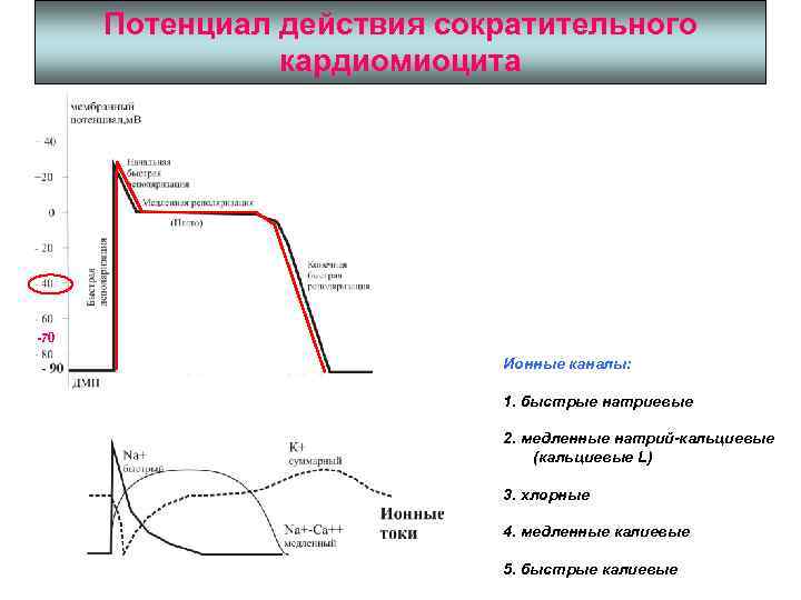 Схема потенциала действия атипичного кардиомиоцита