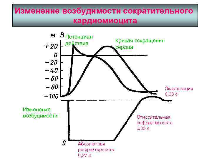 Изменение возбудимости сократительного кардиомиоцита Потенциал действия Кривая сокращения сердца Экзальтация 0, 03 с Изменение