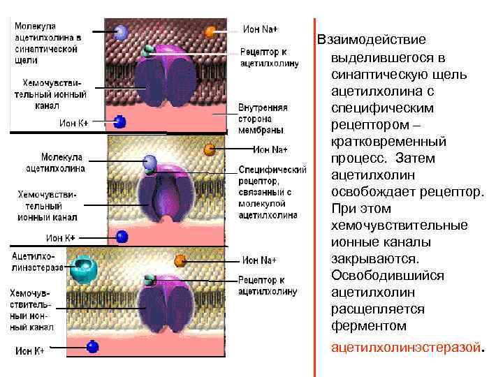 Взаимодействие выделившегося в синаптическую щель ацетилхолина с специфическим рецептором – кратковременный процесс. Затем ацетилхолин
