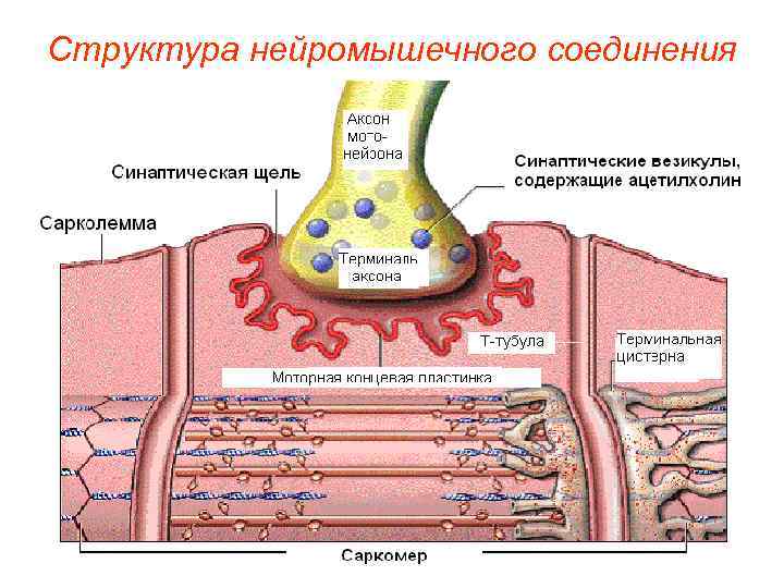 Структура нейромышечного соединения 