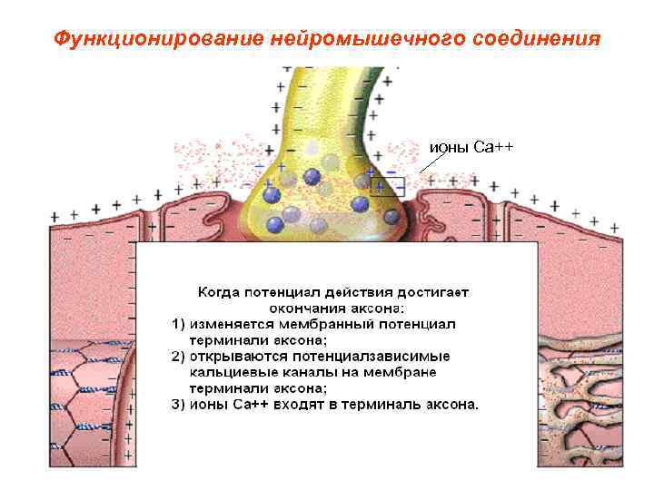 Функционирование нейромышечного соединения ионы Са++ 