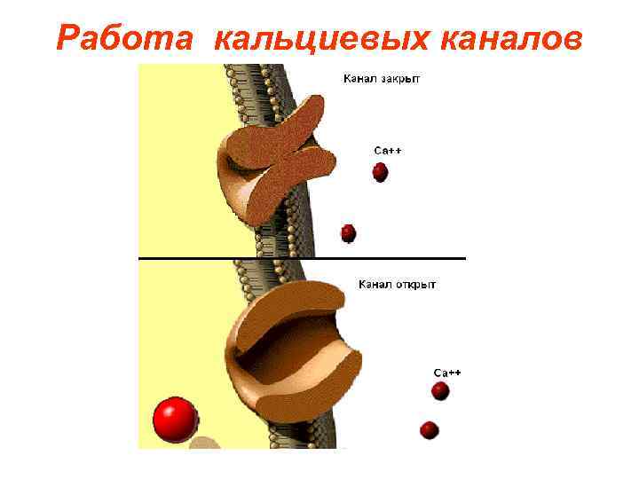 Работа кальциевых каналов 