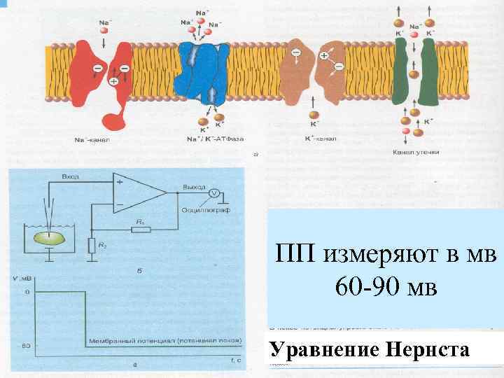 ПП измеряют в мв 60 -90 мв Уравнение Нернста 