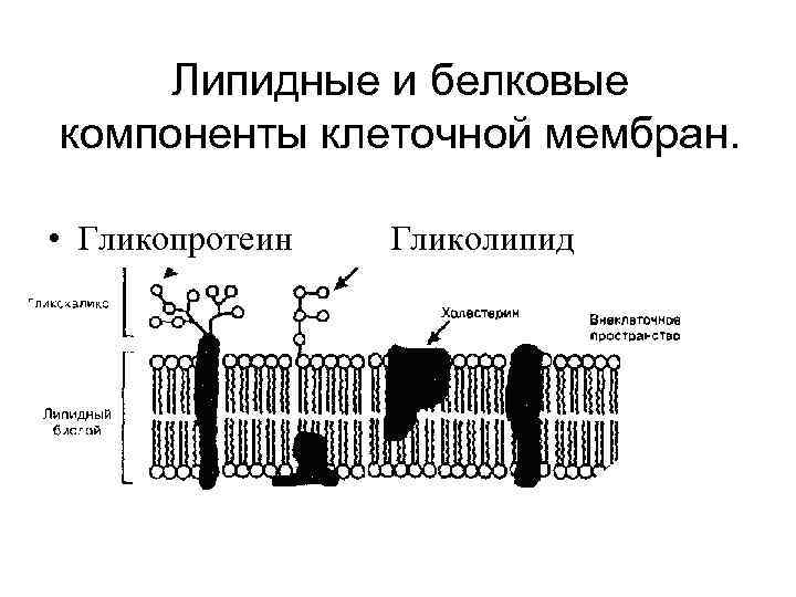  Липидные и белковые компоненты клеточной мембран. • Гликопротеин Гликолипид 