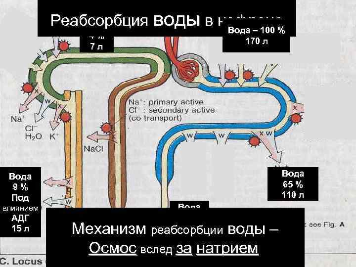 Нарушение реабсорбции почек