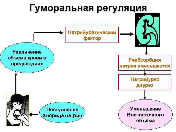 Гуморальная регуляция Натрийуретический фактор Увеличение объема крови в предсердиях Реабсорбция натрия уменьшается Натрийурез диурез