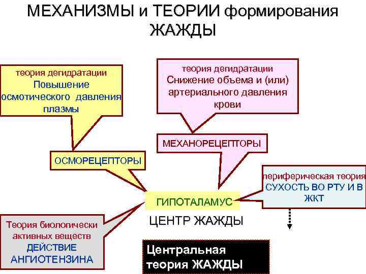 МЕХАНИЗМЫ и ТЕОРИИ формирования ЖАЖДЫ теория дегидратации Повышение осмотического давления плазмы теория дегидратации Снижение