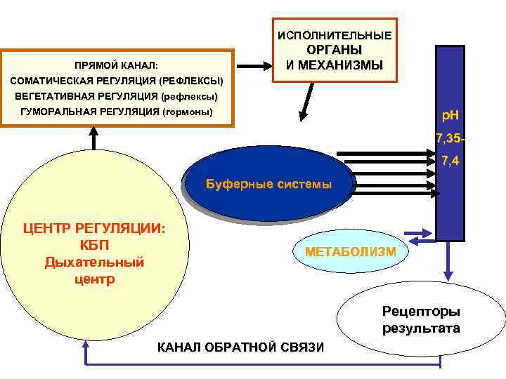 Регуляция конспект. Роль прямых и обратных связей в рефлекторной регуляции. Регуляция осмотического давления. Рефлекторная регуляция Обратная связь. Регуляция постоянства осмотического давления.