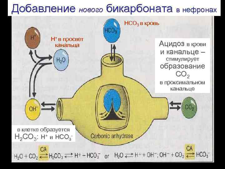 Добавление нового бикарбоната в нефронах НСО 3 в кровь Н+ в просвет канальца Ацидоз