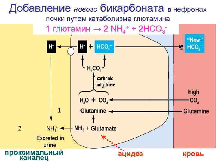 Добавление нового бикарбоната в нефронах почки путем катаболизма глютамина 1 глютамин → 2 NH
