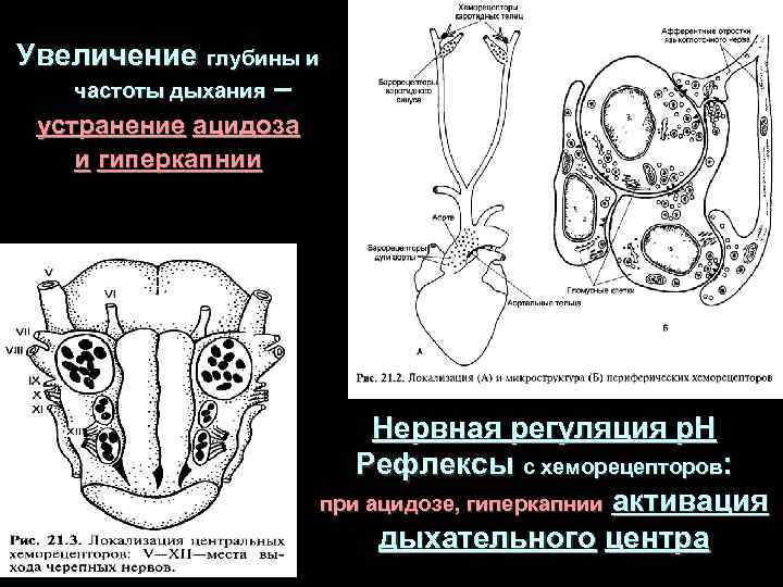 Увеличение глубины и частоты дыхания – устранение ацидоза и гиперкапнии Нервная регуляция р. Н