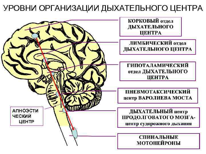 В продолговатом мозге находится нервный центр. Структурная организация дыхательного центра. Дыхательный нервный центр продолговатого мозга. Структура и функции дыхательного центра.