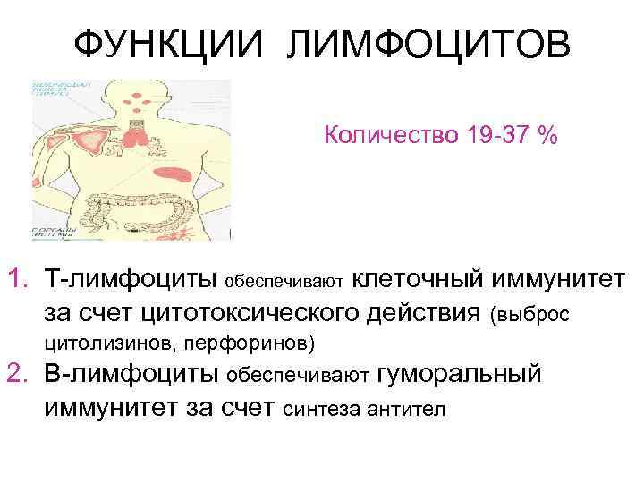 ФУНКЦИИ ЛИМФОЦИТОВ Количество 19 -37 % 1. Т-лимфоциты обеспечивают клеточный иммунитет за счет цитотоксического