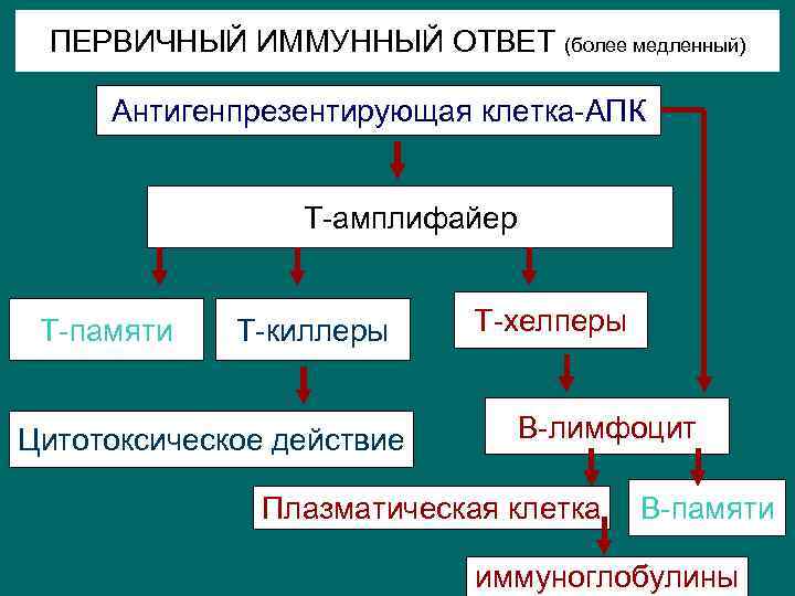 ПЕРВИЧНЫЙ ИММУННЫЙ ОТВЕТ (более медленный) Антигенпрезентирующая клетка-АПК Т-амплифайер Т-памяти Т-киллеры Цитотоксическое действие Т-хелперы В-лимфоцит