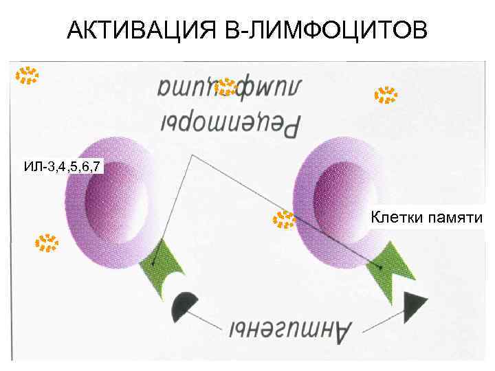 АКТИВАЦИЯ В-ЛИМФОЦИТОВ ИЛ-3, 4, 5, 6, 7 Клетки памяти 