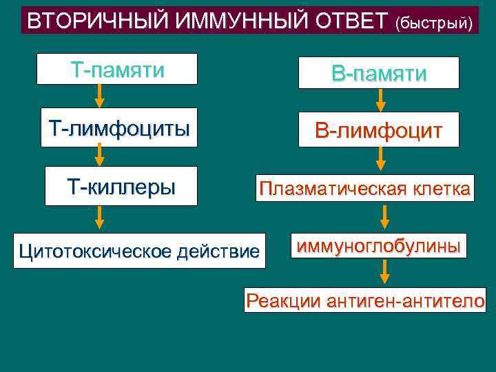 ВТОРИЧНЫЙ ИММУННЫЙ ОТВЕТ (быстрый) Т-памяти В-памяти Т-лимфоциты В-лимфоцит Т-киллеры Плазматическая клетка Цитотоксическое действие иммуноглобулины