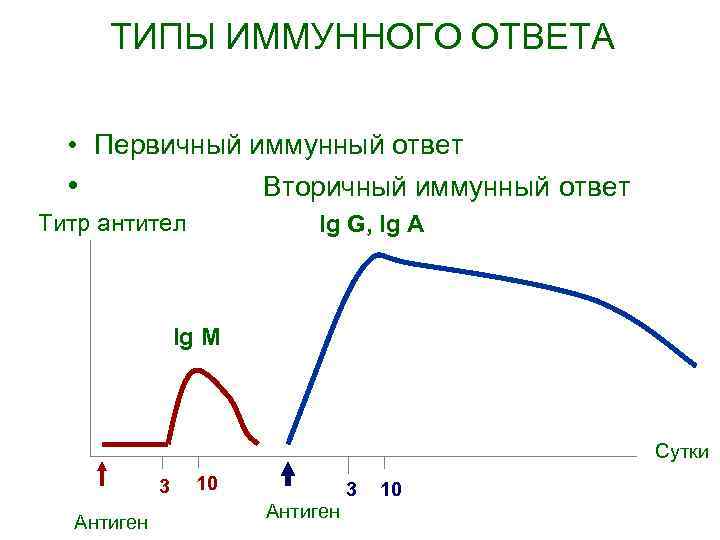 ТИПЫ ИММУННОГО ОТВЕТА • Первичный иммунный ответ • Вторичный иммунный ответ Титр антител Ig