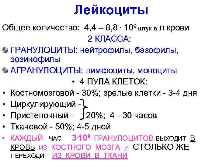 Количество лейкоцитов. Общее количество лейкоцитов. Пулы лейкоцитов. Лейкоцитарные пулы. Лейкоциты физиология.