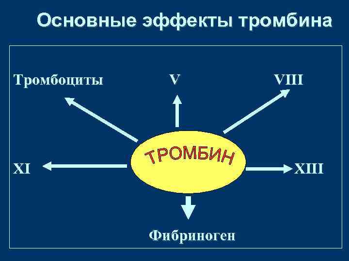 Основные эффекты тромбина Тромбоциты V XI VIII XIII Фибриноген 
