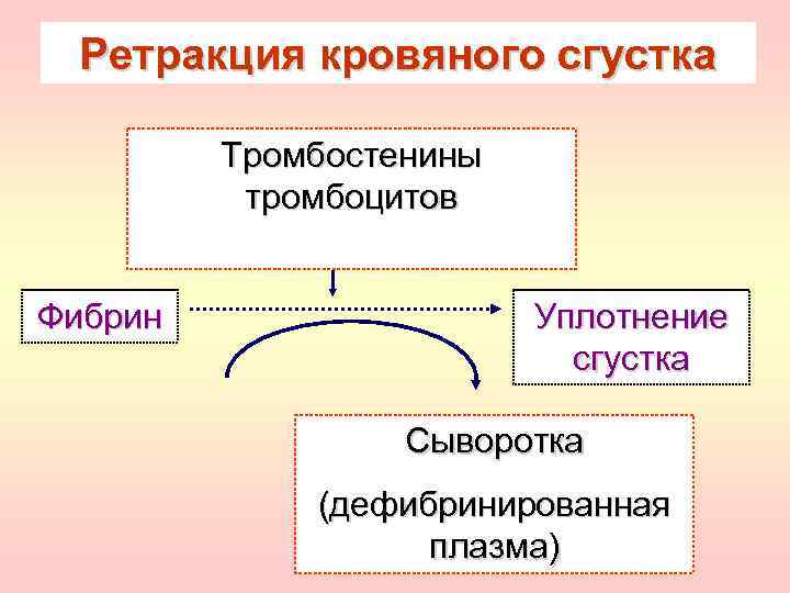 Ретракция кровяного сгустка Тромбостенины тромбоцитов Фибрин Уплотнение сгустка Сыворотка (дефибринированная плазма) 