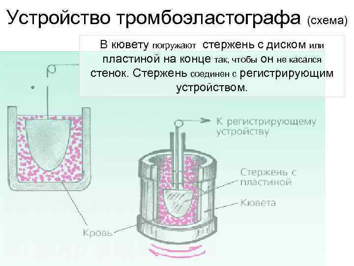 Устройство тромбоэластографа (схема) • В кювету погружают стержень с диском или пластиной на конце