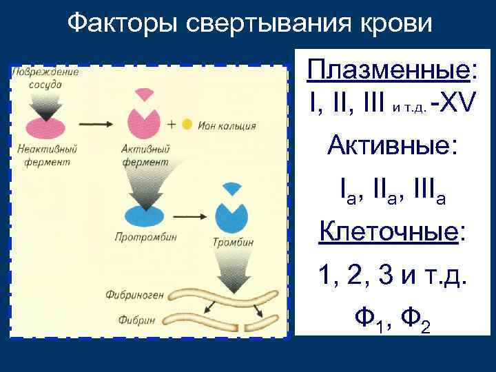 Факторы свертывания крови Плазменные: I, III и т. д. -XV Активные: Iа, IIIа Клеточные: