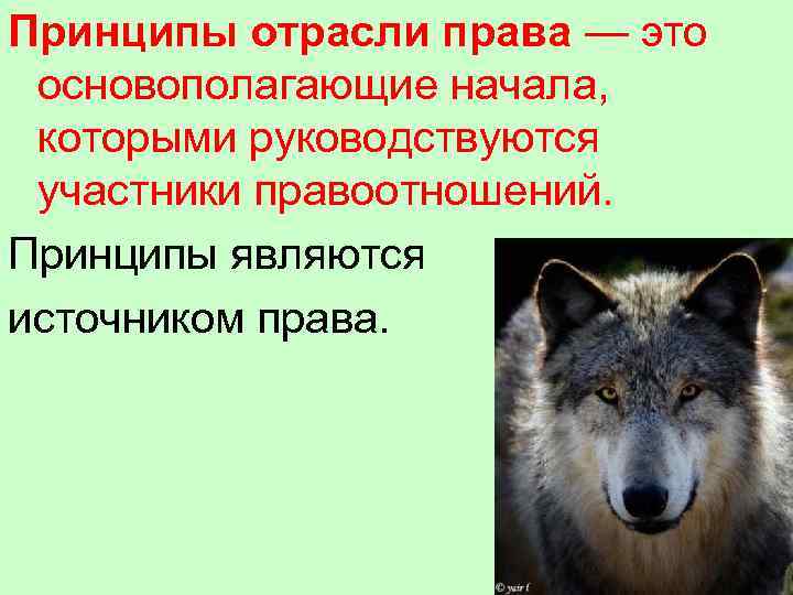 Принципы отрасли права — это основополагающие начала, которыми руководствуются участники правоотношений. Принципы являются источником