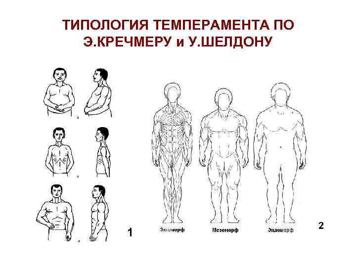 ТИПОЛОГИЯ ТЕМПЕРАМЕНТА ПО Э. КРЕЧМЕРУ и У. ШЕЛДОНУ 1 2 