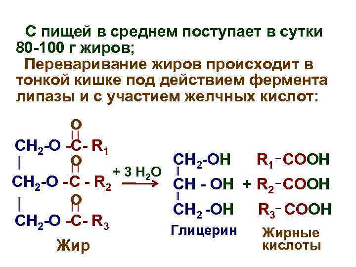 С пищей в среднем поступает в сутки 80 -100 г жиров; Переваривание жиров происходит