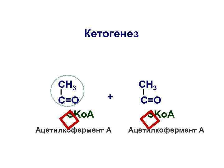 Кетогенез CH 3 + Ацетилкофермент А C=O SKo. A CH 3 Ацетилкофермент А 