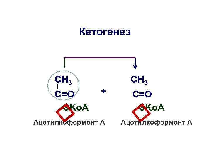 Кетогенез CH 3 + Ацетилкофермент А C=O SKo. A CH 3 Ацетилкофермент А 